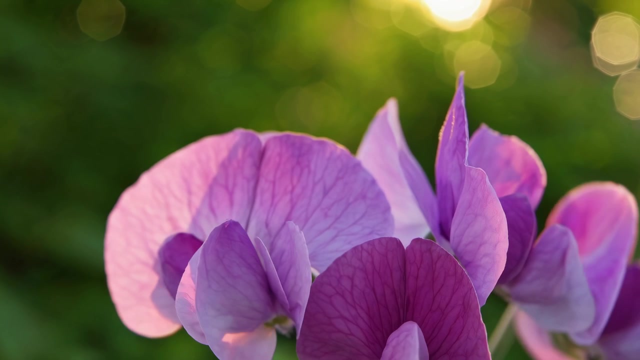 Primo piano di fiori di pisello odoroso viola che sbocciano alla luce del sole