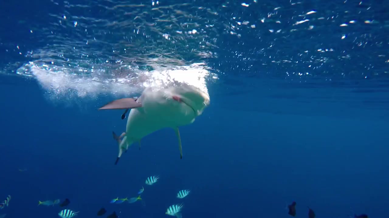 Ein Fressrausch von Schwarzspitzen-Riffhaien entfaltet sich an einem lebhaften indonesischen Korallenriff, während Schwärme tropischer Fische durch das klare blaue Wasser neben mehreren Schwarzspitzen-Riffhaien schwärmen.