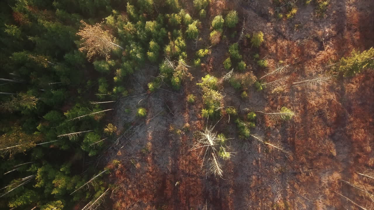 amplia vista superior del paisaje único de humedales forestales