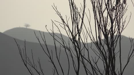 Burned-shrubs-and-bushes-from-the-Thomas-fire-with-two-trees-Ventura-city-landmark-in-distance