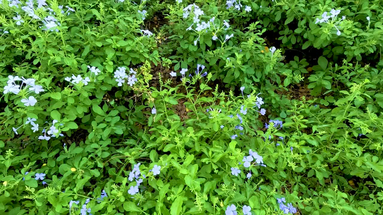 follaje verde vibrante y flores delicadas en un entorno de jardín sereno, capturado en la luz natural del día con un suave movimiento de la cámara