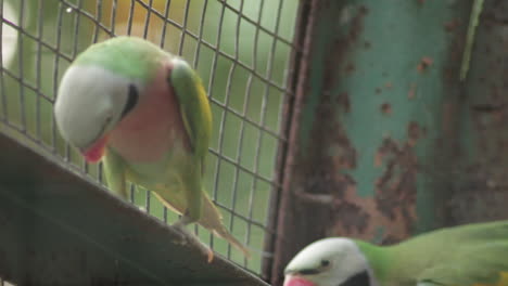 Close-up-of-colorful-red-breasted-parakeet-bird-in-cage