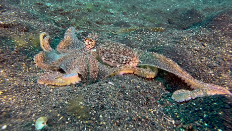 longarm octopus poking in several holes in the ground in search of food