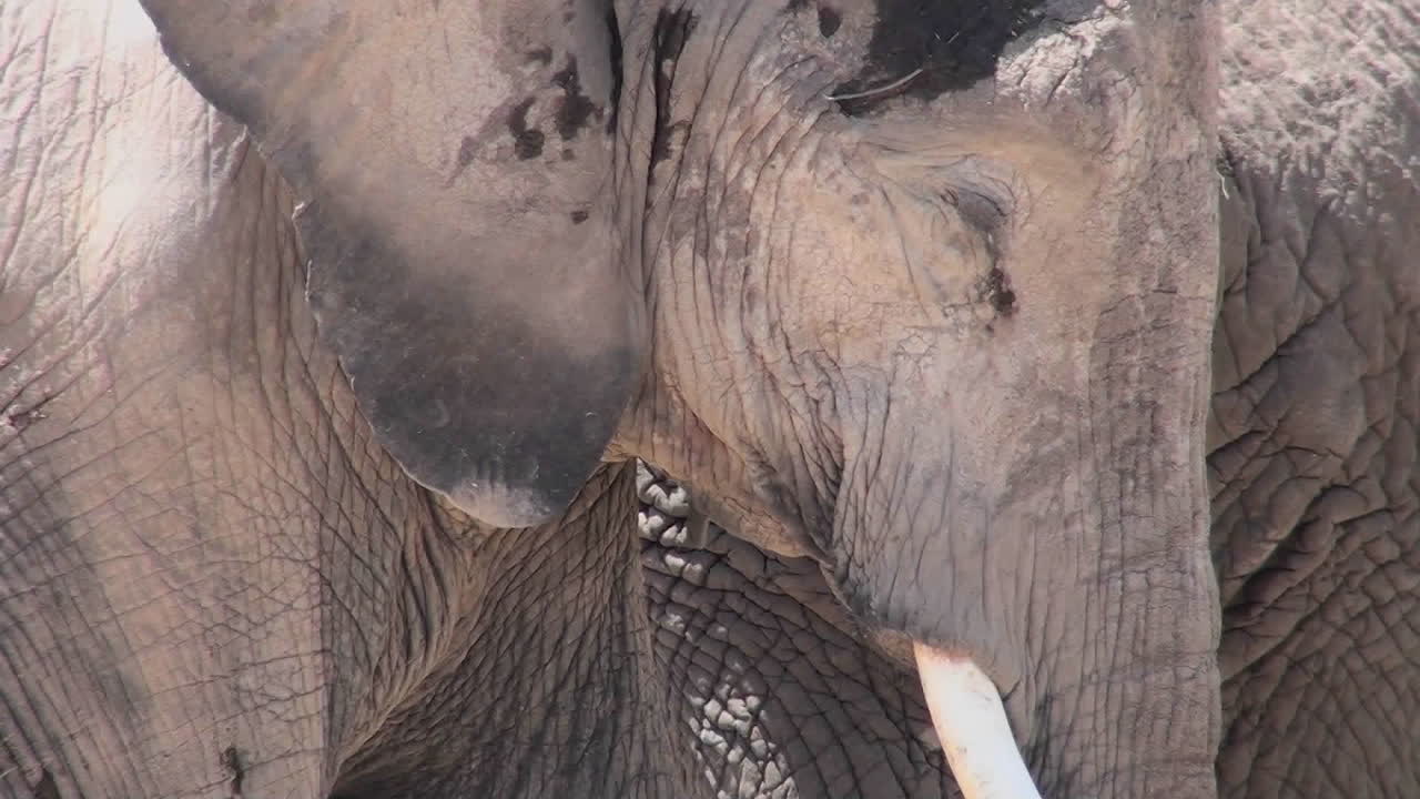 buen primer plano de un elefante durmiendo