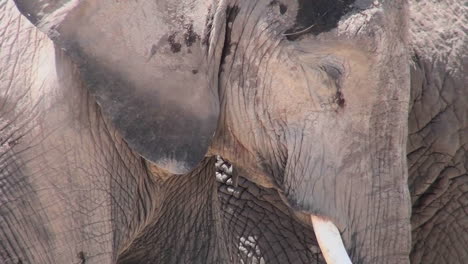 good close up of an elephant sleeping