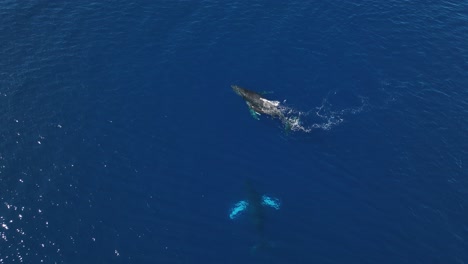 Nueva-Familia-De-Ballenas-Escoltando-Y-Protegiendo-A-Su-Cría-Recién-Nacida-En-Mar-Abierto