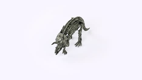 triceratops skeleton white background video