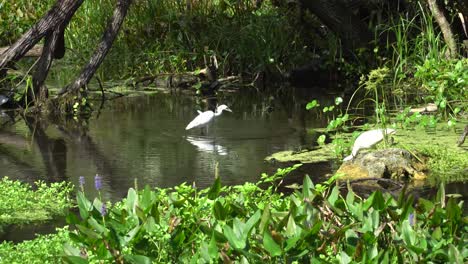 ibis blanco en kelly park cerca de orlando y apopka florida