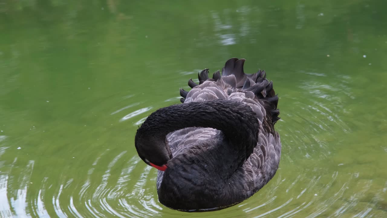 cisne com comichão em câmara lenta