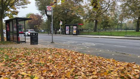 handheld shot of red double decker bus pulling in to bus stop in autumnal leafy street, at 30fps.