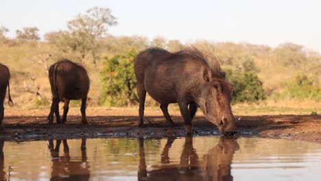 pan across a sounders of african warthogs at pond in golden hour light