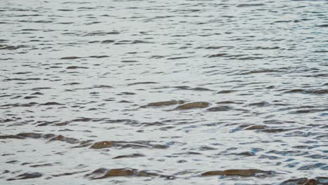 agua superficial vacía del río rota por el gran grebe de cresta que se eleva desde abajo, groenzoom países bajos, cámara lenta