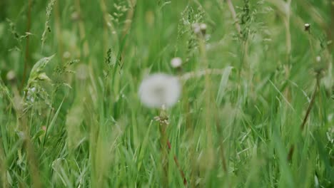 Weiße-Löwenzahn-Puffball--Und-Graspflanzen,-Natürlicher-Grüner-Hintergrund