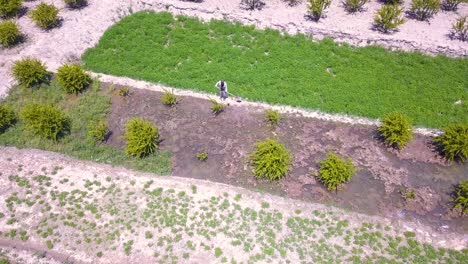 Er-Bewässert-Seine-Berberitzenfarm