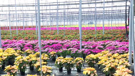 colorful poinsettia greenhouse