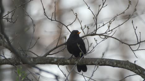 a common blackbird with big eyes resting on a tree branch while looking around - close up shot