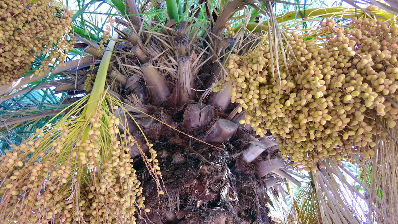 Date Palm Tree with Clusters of Dates