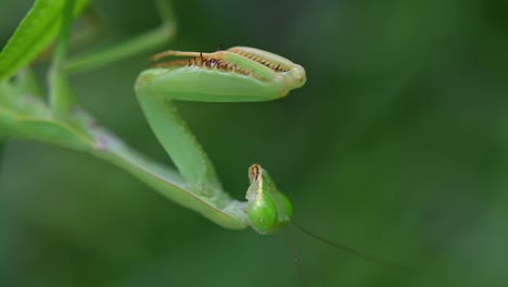 Mantis-Religiosa,-Rhombodera-Megaera,-Tailandia