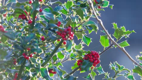 back lite winter scene showing bright red holly berries and glowing green leaves