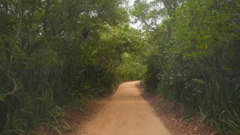 imagen en movimiento de un túnel verde con un camino de tierra rojizo