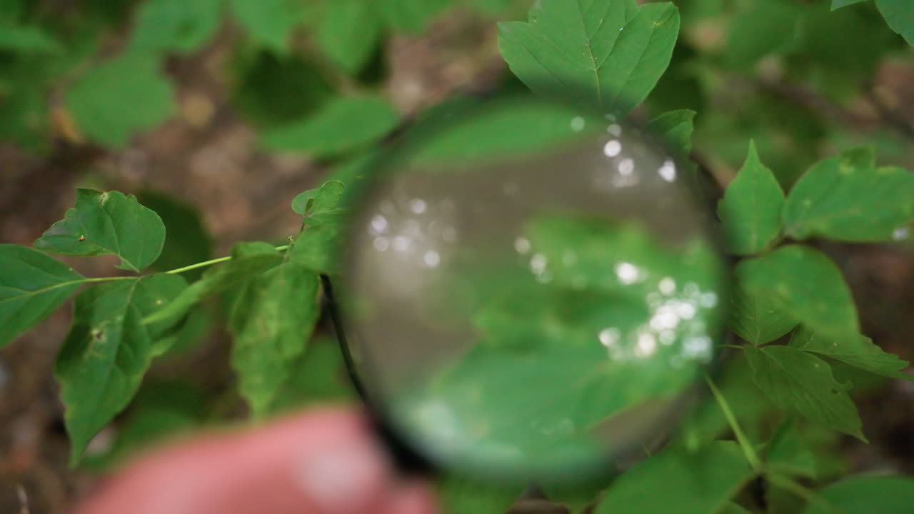 Magnifying glass reflecting sunlight while directed at green plant in forest, highlighting scientific observation, ecological research, natural study, and environmental exploration of leaves