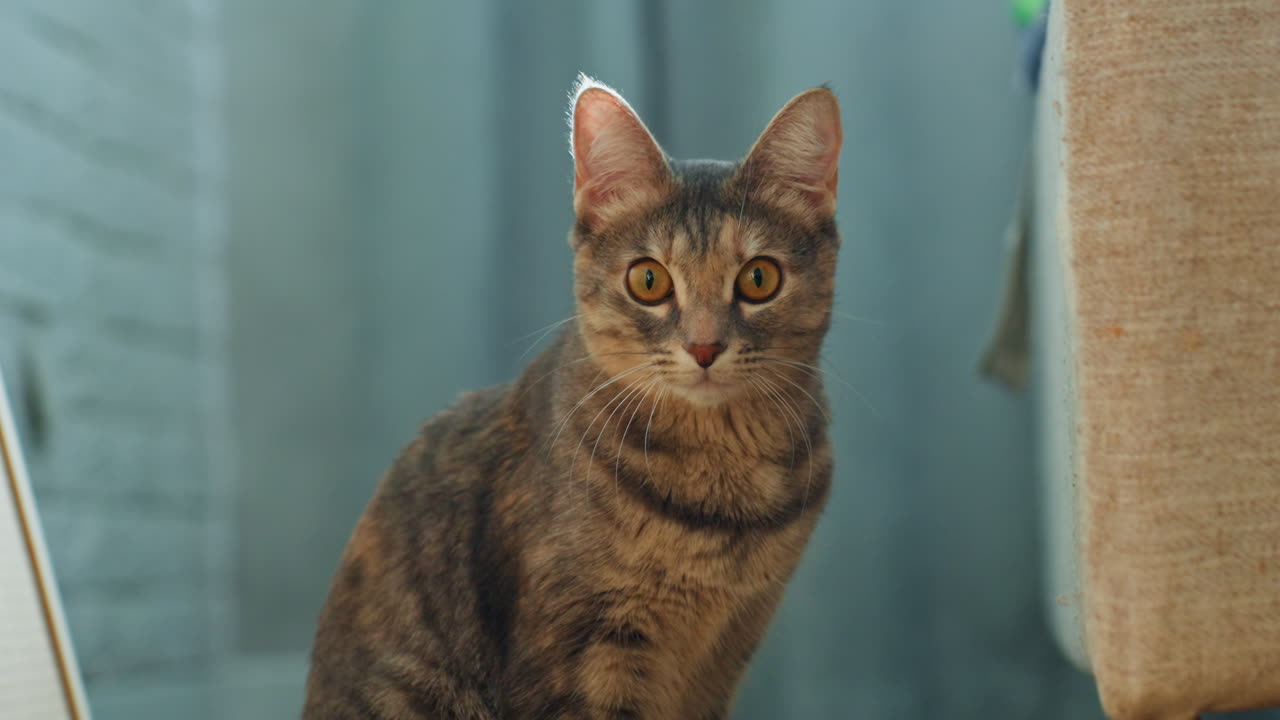 Gatto osserva attentamente. Gatto concentrato con espressione attenta. L'ambiente interno cattura lo sguardo felino attento. Primo piano mostra un gatto soriano vigile che si concentra sul movimento vicino con le orecchie dritte.