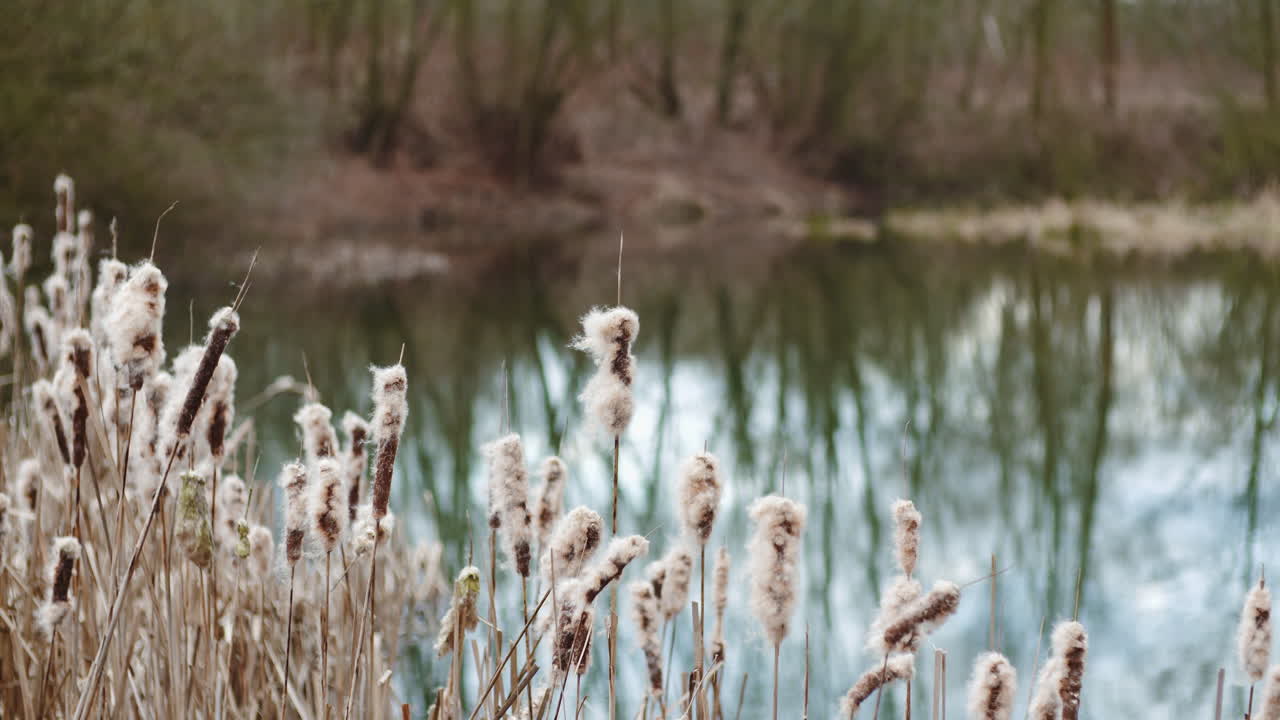 Autumn Reeds by Pond and Forest