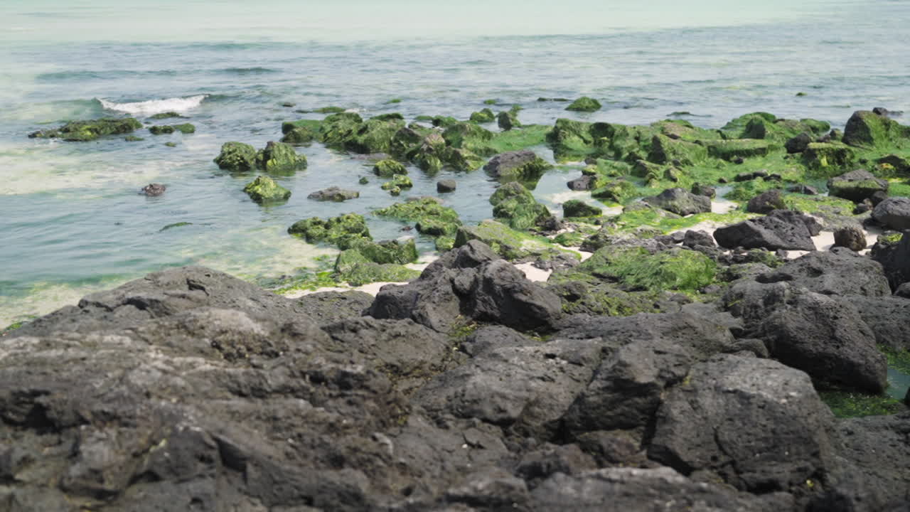 Black rocks and green algae at Hamdeok Beach on Jeju Island, South Korea, medium track in slow motion.
