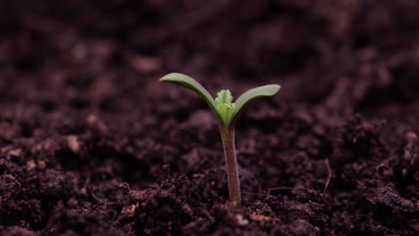 close-up of a small seedling emerging from the soil