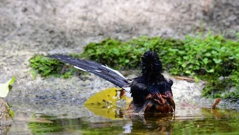 Shama-De-Rabadilla-Blanca-Bañándose-En-El-Bosque-Durante-Un-Día-Caluroso,-Copsychus-Malabaricus,-En-Cámara-Lenta