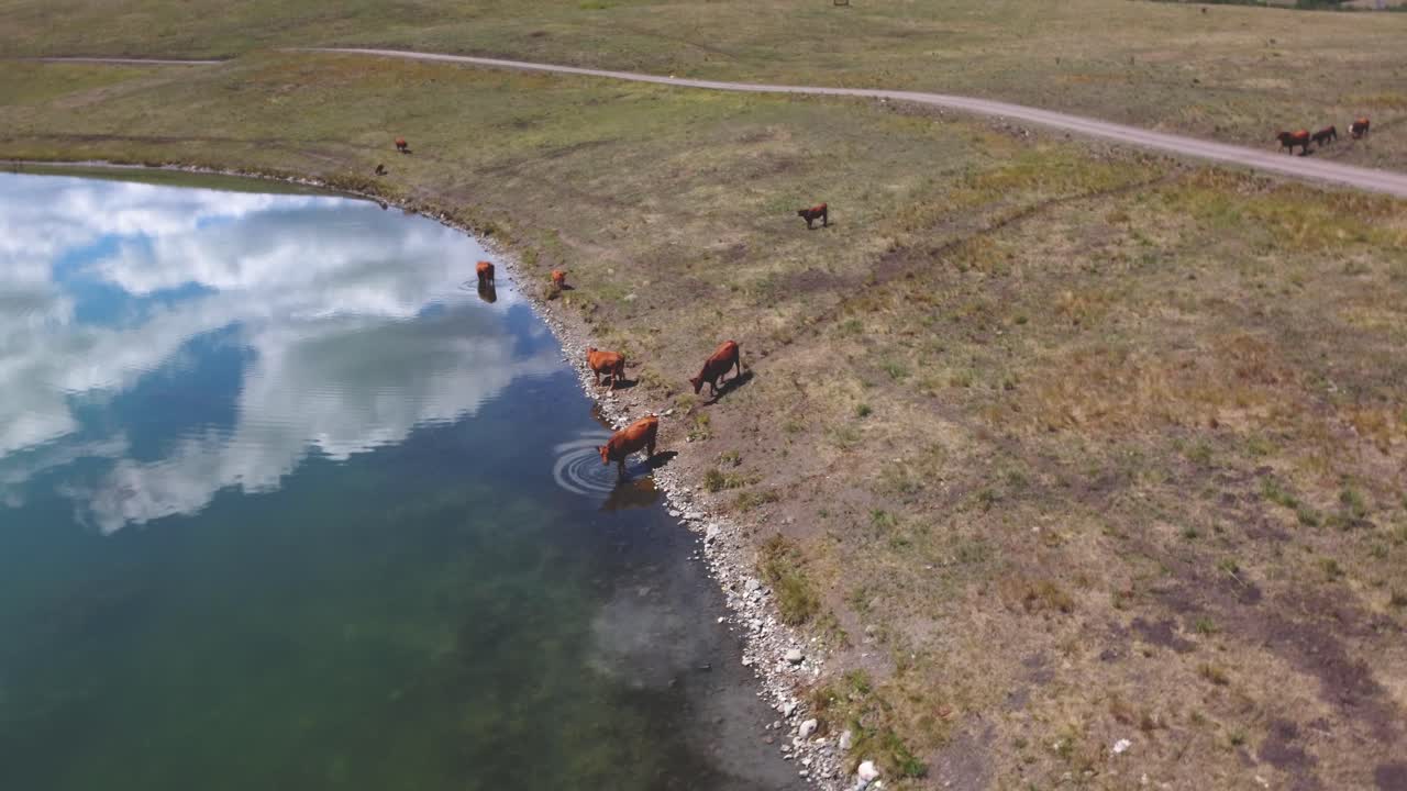 свободно пасущееся стадо крупного рогатого скота, свободно гуляющее в озеро, чтобы пить воду | кормящееся травой мясо говядины сельское хозяйство животноводство , скотоводство | мигрирующее свободно, этическое сельское хозяйство | 1 из 12