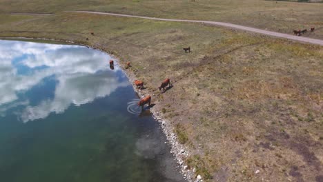 Rebaño-De-Ganado-De-Corral-Pastando-Libremente,-Camine-Hacia-El-Lago-Para-Beber-Agua-|-Carne-De-Res-Alimentada-Con-Pasto-Agricultura-Agricultura-Ganadería,-Ganadería-|-Migrar-Deambular-Libremente,-Agricultura-ética-|-1-De-12