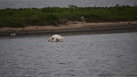 Two-spoonbills-are-foraging-in-shallow-water