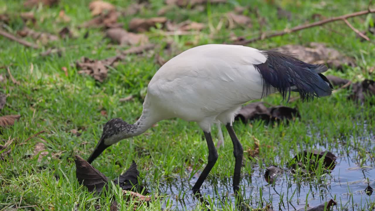 Ibis sacro africano in piedi in acque poco profonde tra erba verde e vegetazione palustre nel lago Naivasha, Kenya