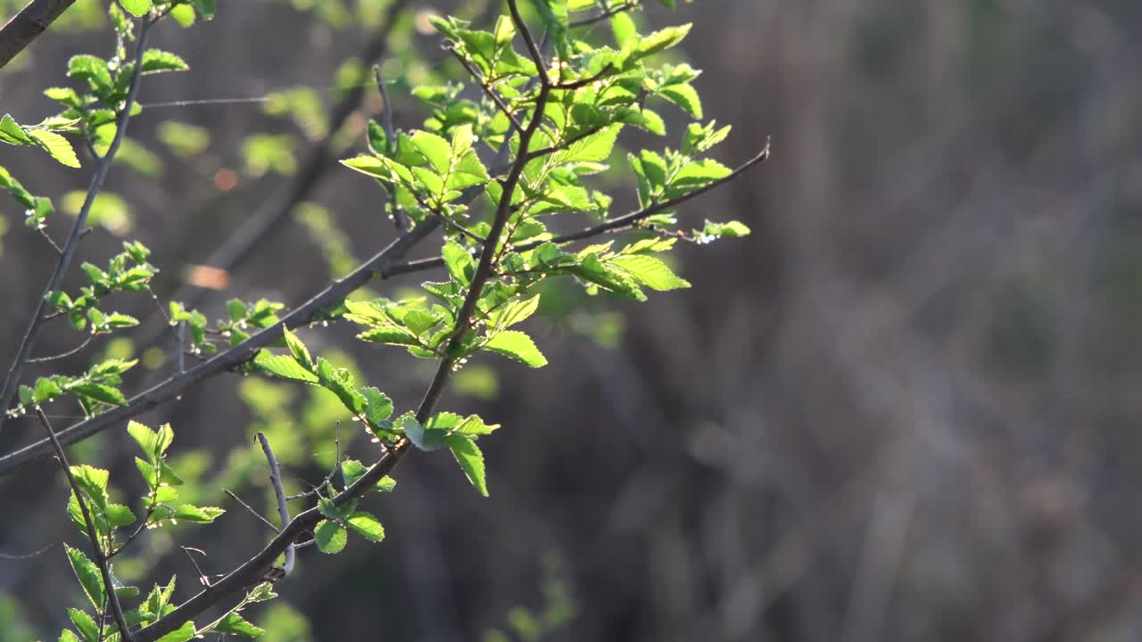 새싹이 덮인 나뭇가지가 산들바람에 흔들리고 곤충들이 사방으로 날아다닙니다.