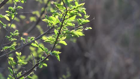 Sprout-covered-branches-moved-by-a-gentle-breeze,-with-insects-flying-all-around