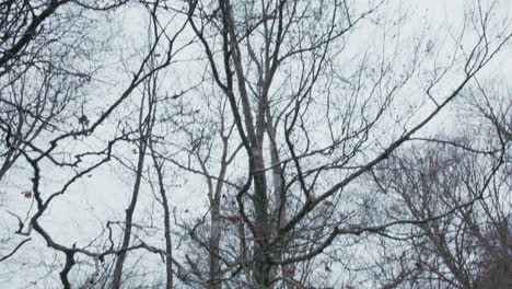 bare trees in a winter forest