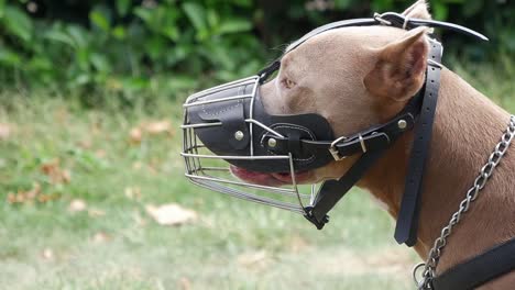 close-up of a pit bull wearing a muzzle