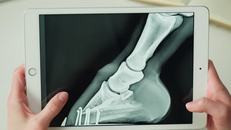 horse leg x-ray on tablet