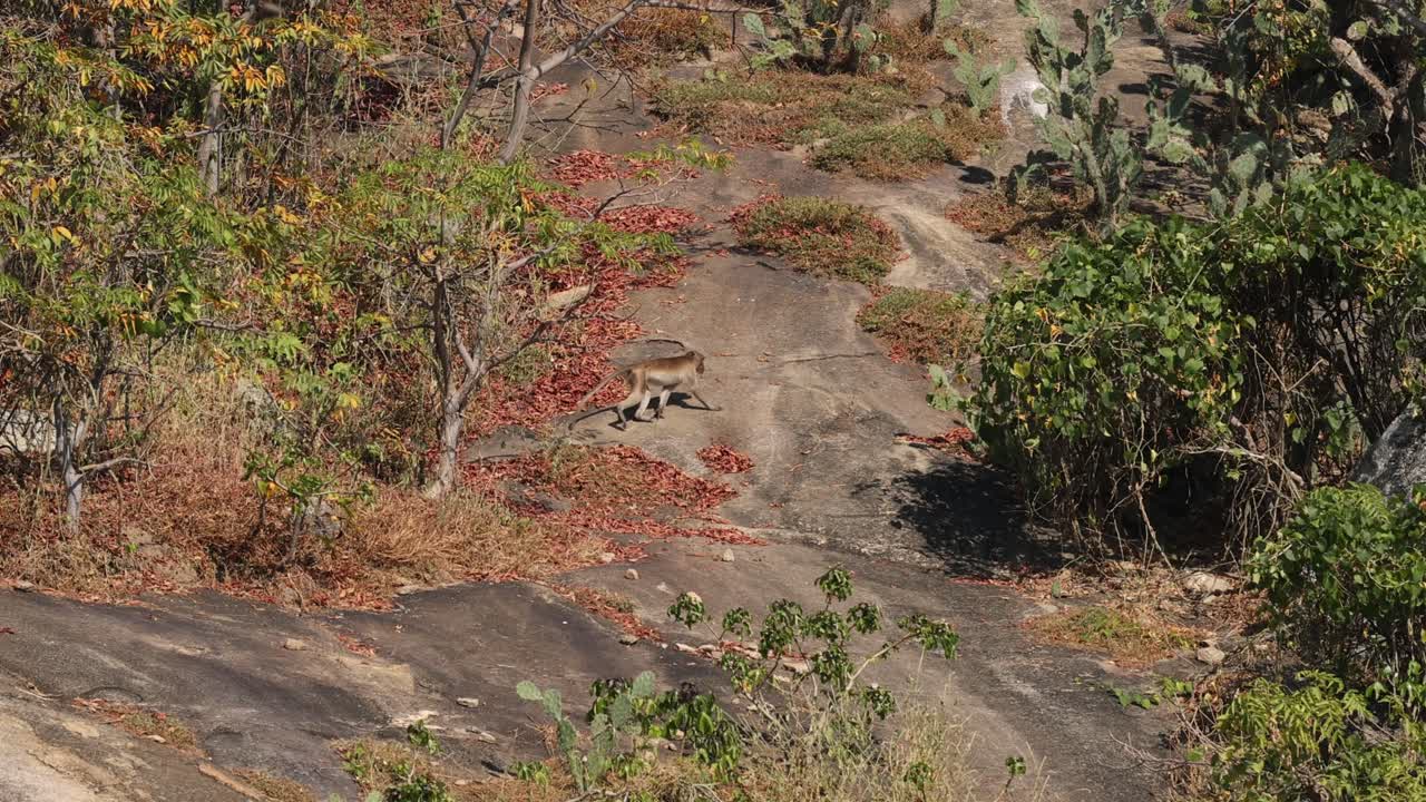 원이는 식물 사이에서 바위 풍경을 가로지르고 있습니다.