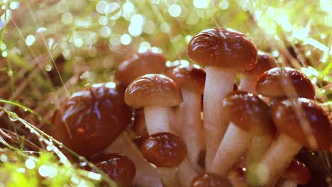 armillaria mushrooms of honey agaric in a sunny forest in the rain.