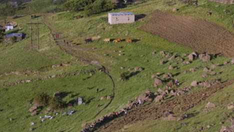 Los-Granjeros-De-Lesotho-Mueven-Una-Pequeña-Manada-De-Ganado-En-El-Campo-Africano-Montañoso