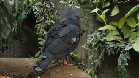 crowned pigeon in lush greenery