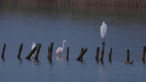 Garzas-Blancas-Cazando-En-El-Río-Junto-Al-Antiguo-Muelle-Descompuesto