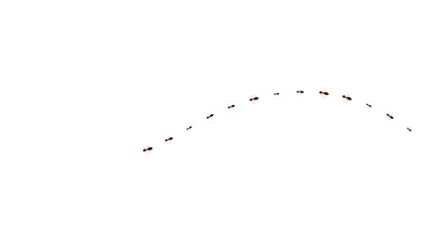 ant insects randomly crawling green screen white background animation ant trail column insect