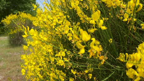 Nahaufnahme-Der-Gelben-Blüten-Des-Ätna-Ginsters-In-Griechenland