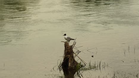 black headed gull searching litter, fish, small rodents and insects on river bank