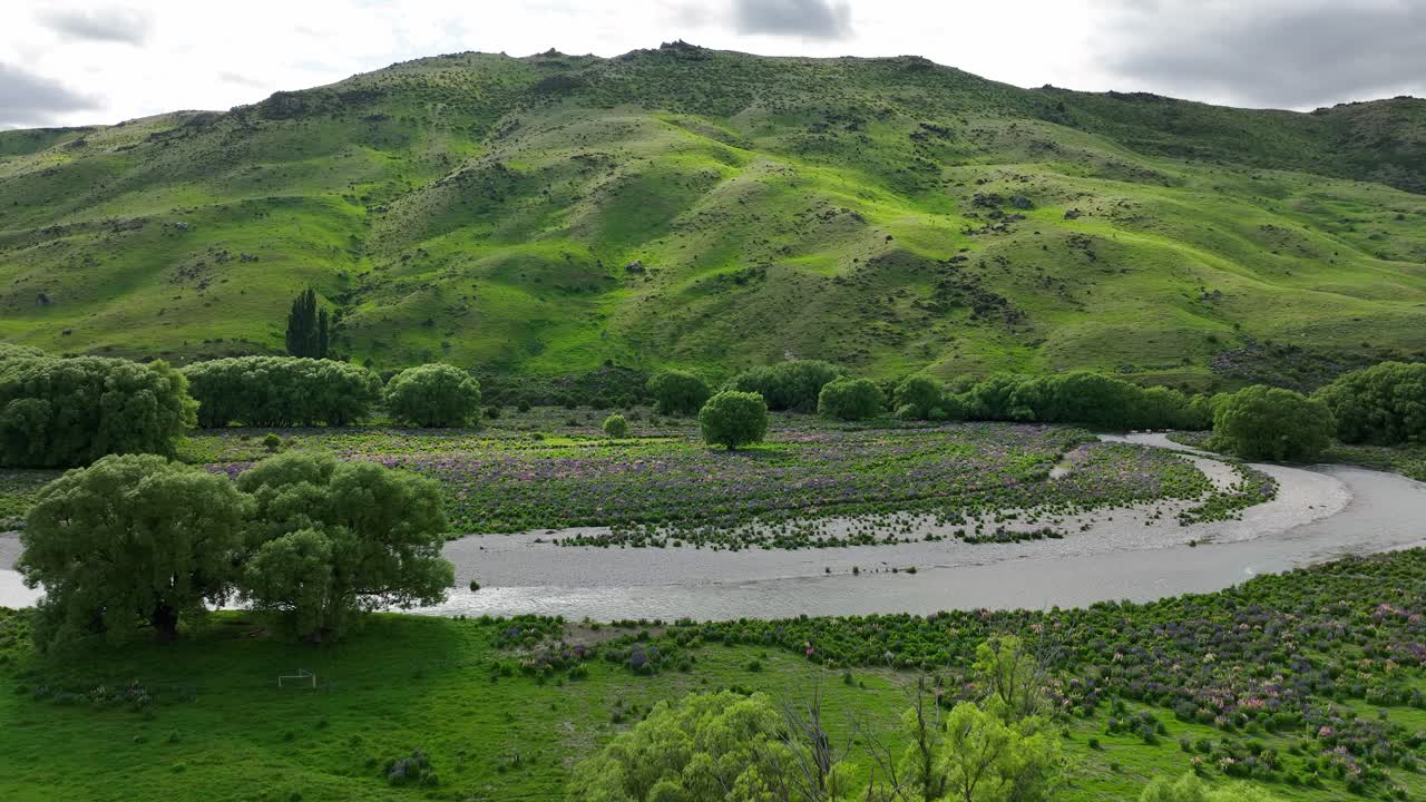 뉴질랜드의 록키 강둑을 따라 열린 들판에서 자라는 루핀 꽃, 공중