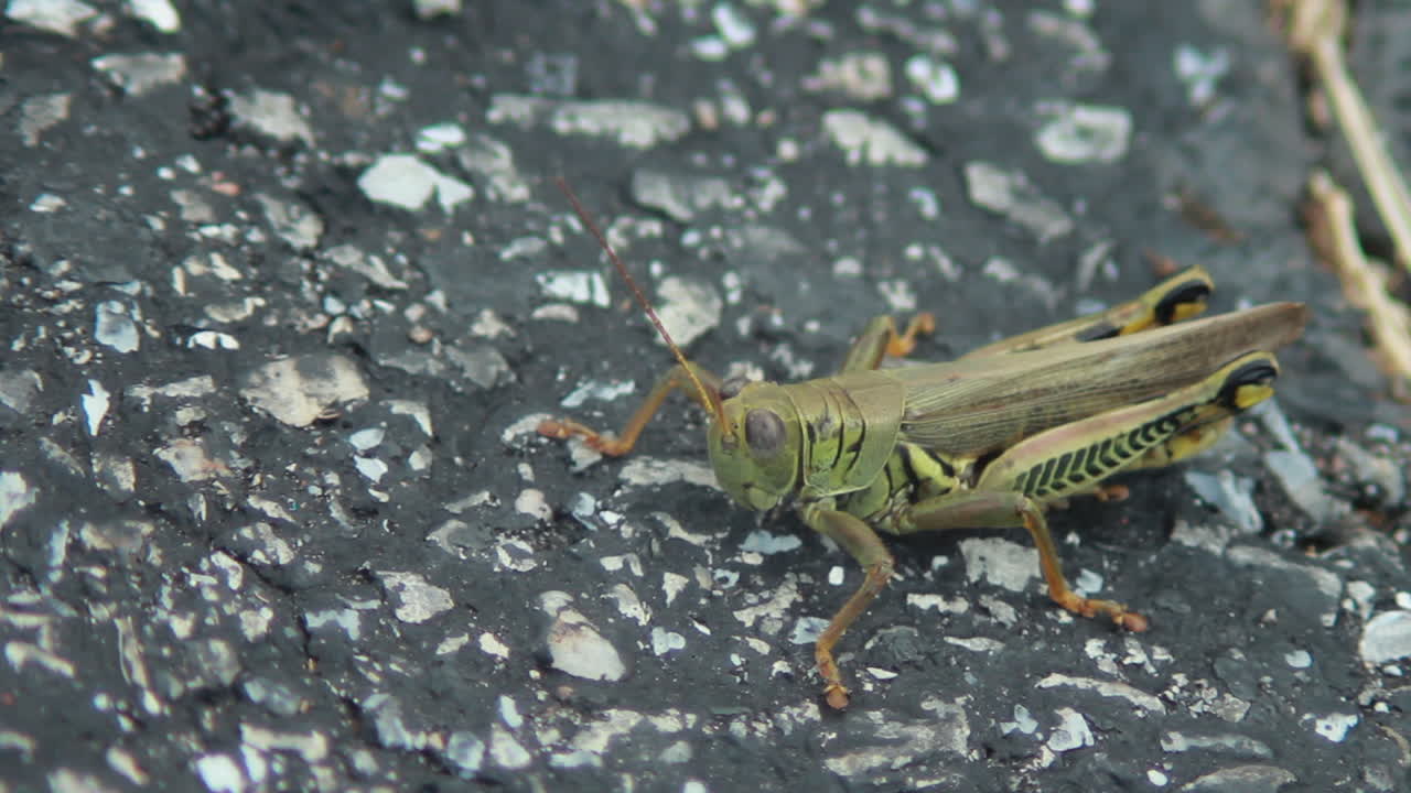 메뚜기의 매크로는 측면을 형성