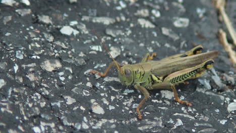 macro de saltamontes desde el lado